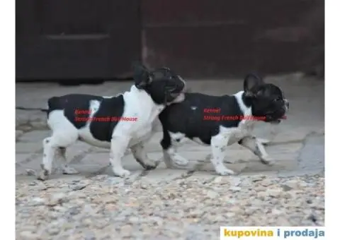 Francuski Buldog - 2/3