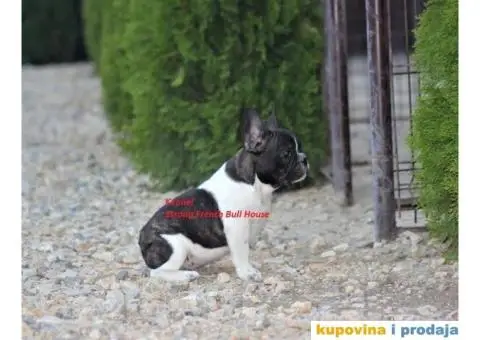 Francuski Buldog - 3/3