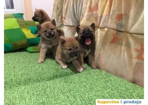 Shiba inu štenci - 1/5