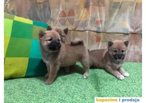 Shiba inu štenci - 2/5