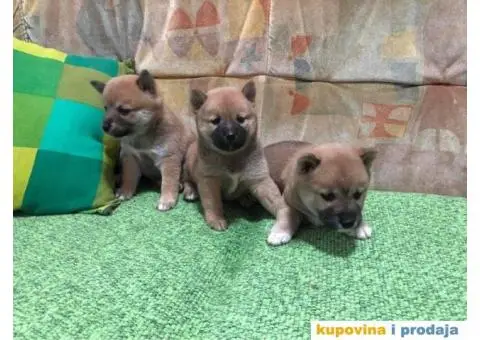 Shiba inu štenci - 3/5