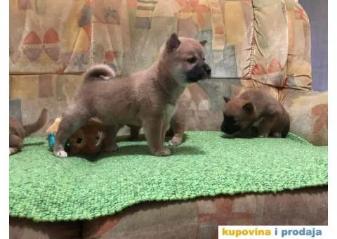 Shiba inu štenci - 4/5