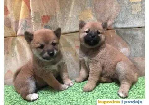 Shiba inu štenci - 5/5