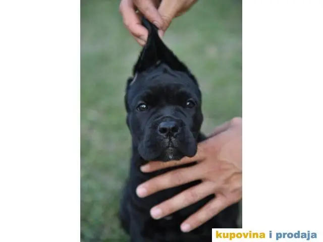 CANE CORSO štenci - 1