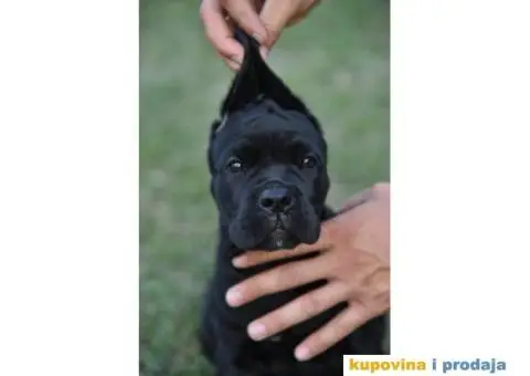 CANE CORSO štenci - 1/9
