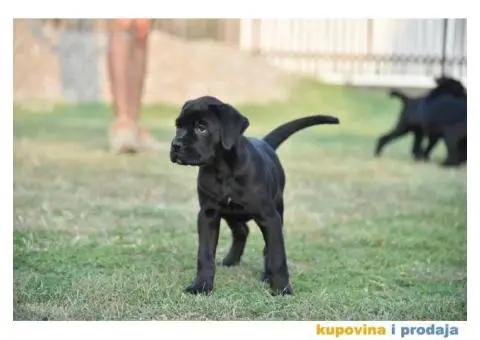 CANE CORSO štenci - 6/9