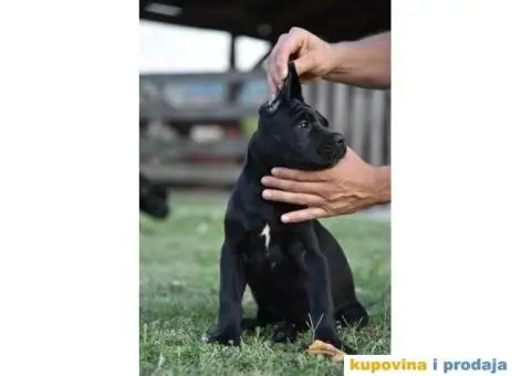 CANE CORSO štenci - 7/9