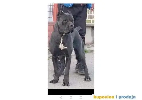 CANE CORSO štenci - 9/9