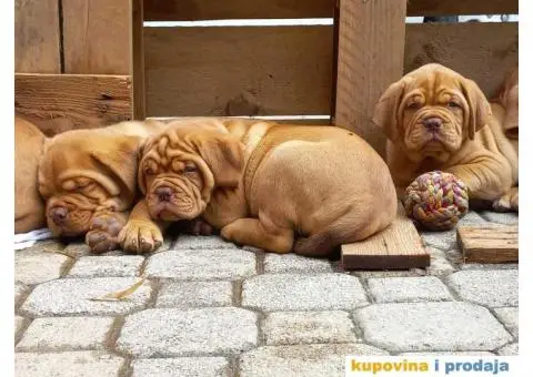 Bordoška Doga štenci - 1/13