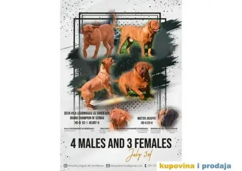 Bordoška Doga štenci - 2/13