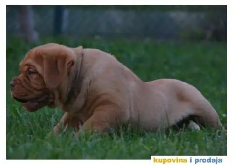 Bordoška Doga štenci - 3/13