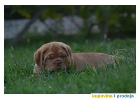 Bordoška Doga štenci - 4/13