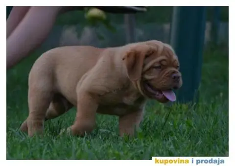 Bordoška Doga štenci - 5/13