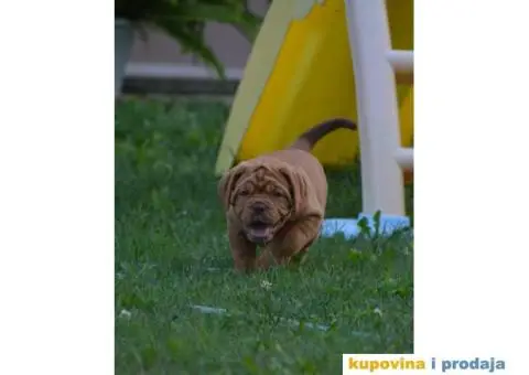 Bordoška Doga štenci - 6/13