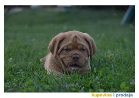 Bordoška Doga štenci - 7/13