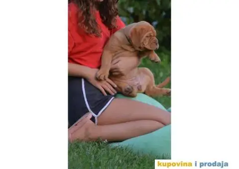 Bordoška Doga štenci - 8/13