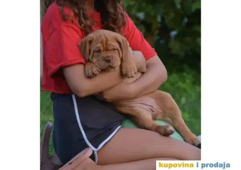 Bordoška Doga štenci - 9/13