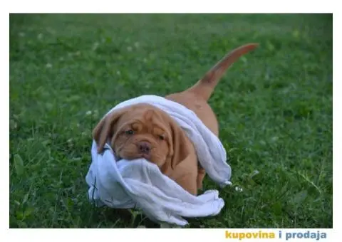 Bordoška Doga štenci - 10/13