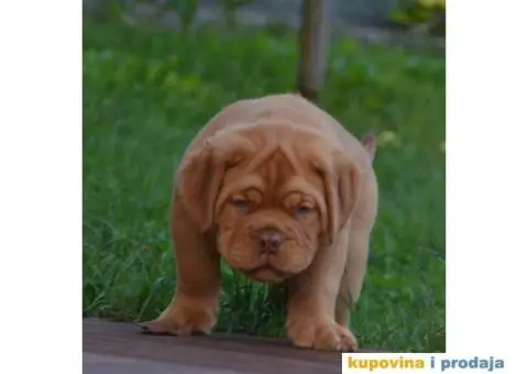 Bordoška Doga štenci - 11/13