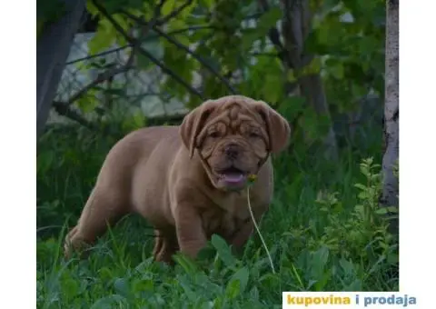 Bordoška Doga štenci - 12/13