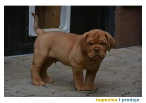 Bordoška Doga štenci - 13/13