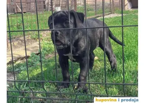 KANE KORSO štene - 1/10