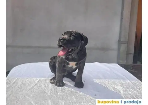 KANE KORSO štene - 3/10