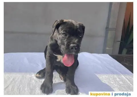 KANE KORSO štene - 4/10