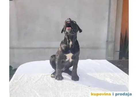 KANE KORSO štene - 5/10