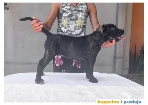 KANE KORSO štene - 7/10