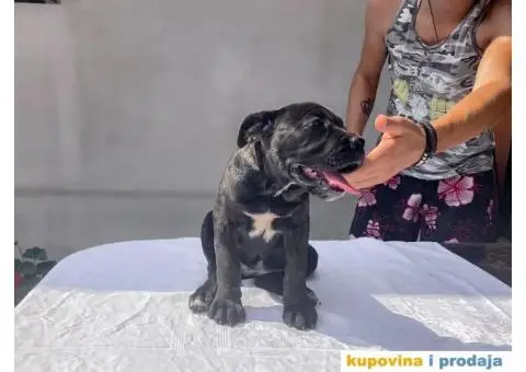 KANE KORSO štene - 9/10