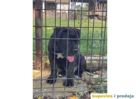 KANE KORSO štene - 10/10