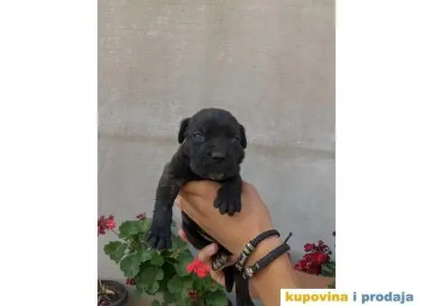 Kane Korso NOVO LEGLO - 1/14