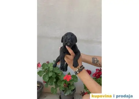 Kane Korso NOVO LEGLO - 2/14