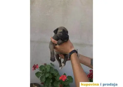 Kane Korso NOVO LEGLO - 3/14