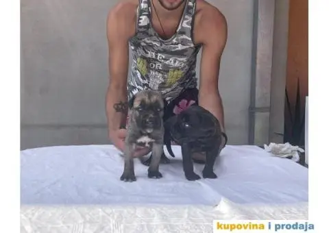 Kane Korso NOVO LEGLO - 4/14