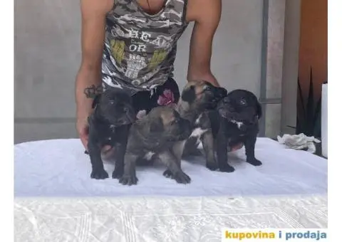 Kane Korso NOVO LEGLO - 5/14