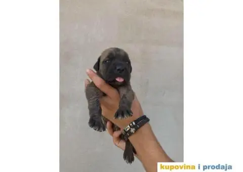 Kane Korso NOVO LEGLO - 6/14