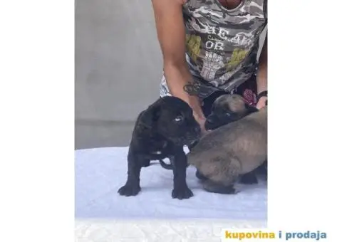 Kane Korso NOVO LEGLO - 7/14