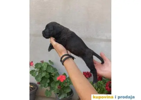 Kane Korso NOVO LEGLO - 8/14