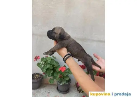 Kane Korso NOVO LEGLO - 9/14