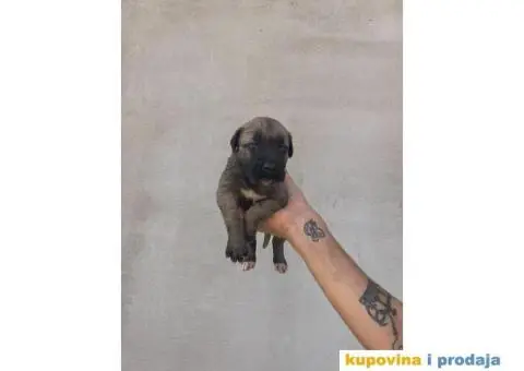 Kane Korso NOVO LEGLO - 10/14