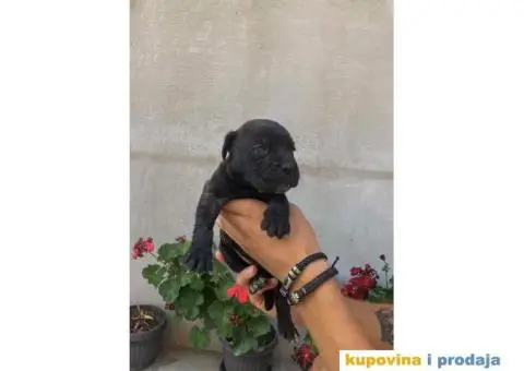 Kane Korso NOVO LEGLO - 11/14