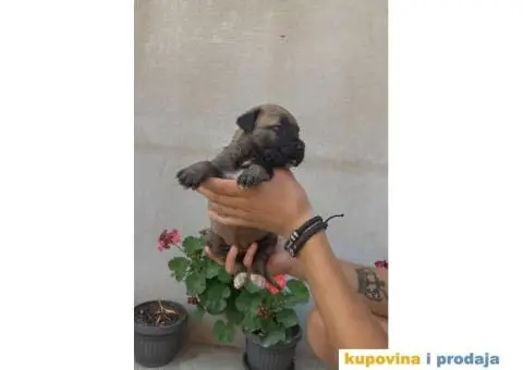 Kane Korso NOVO LEGLO - 12/14