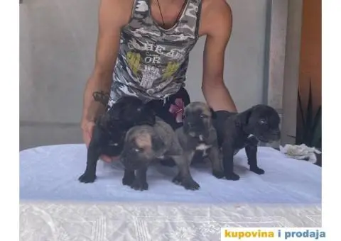 Kane Korso NOVO LEGLO - 13/14