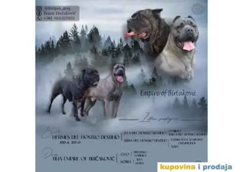 Kane Korso NOVO LEGLO - 14/14