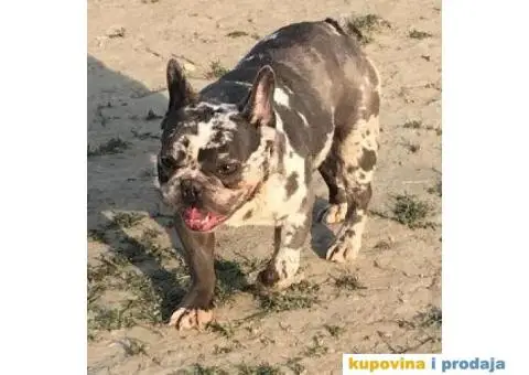 Lilac Merle parenje - 1/6