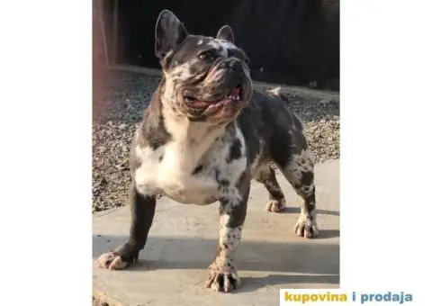 Lilac Merle parenje - 2/6