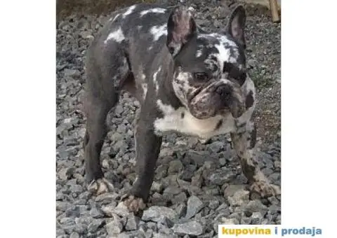 Lilac Merle parenje - 3/6