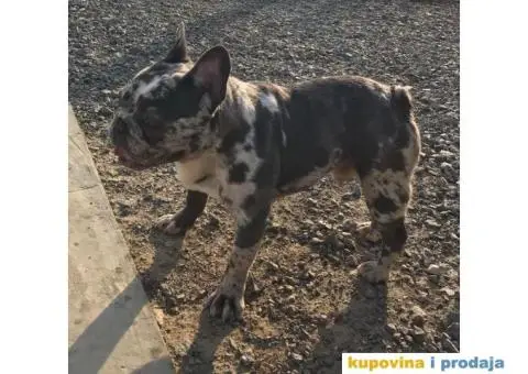 Lilac Merle parenje - 4/6